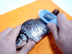 Fish scale remover – Un instrument pentru îndepărtarea solzilor de pește slider